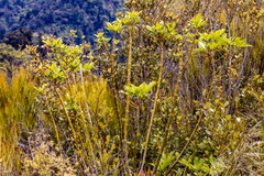 Pseudopanax colensoi