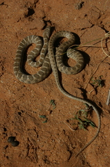 Hemorrhois algirus intermedius