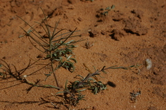 Nolletia chrysocomoides