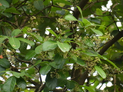 Alseodaphne semecarpifolia