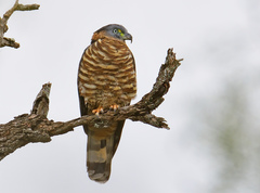 Chondrohierax uncinatus