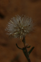 Nolletia chrysocomoides