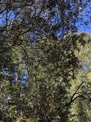 Chrysolepis chrysophylla