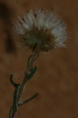 Nolletia chrysocomoides