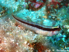 Parablennius rouxi