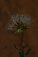 Nolletia chrysocomoides