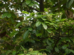 Alseodaphne semecarpifolia