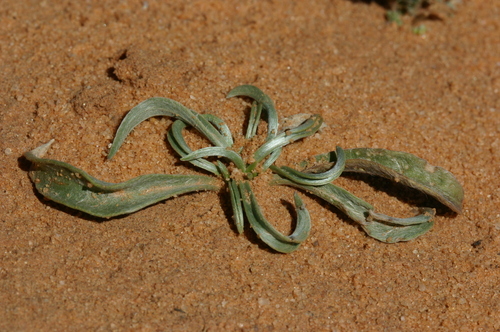 Narrow-leaved Bindweed