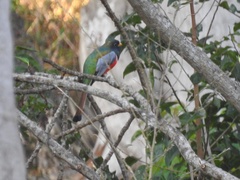 Trogon elegans