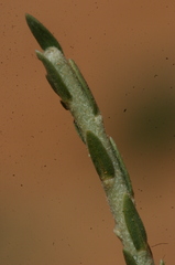 Thymelaea microphylla