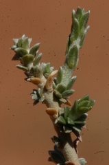Thymelaea microphylla
