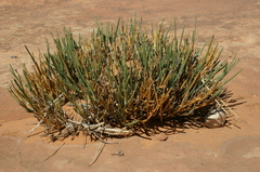 Coronilla juncea pomelii