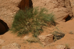 Retama raetam
