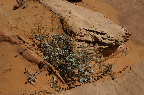 White Horehound