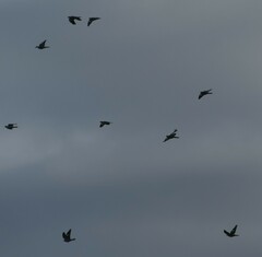 Columba palumbus palumbus