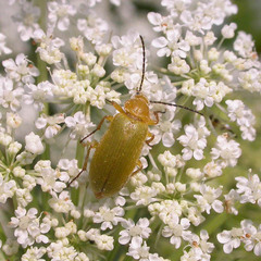 Cteniopus sulphureus