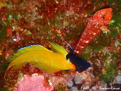 Tripterygion delaisi