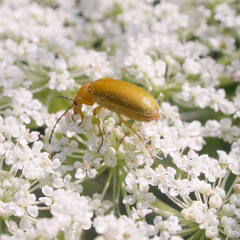 Cteniopus sulphureus