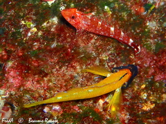 Tripterygion delaisi