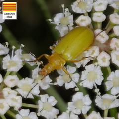 Cteniopus sulphureus