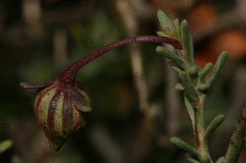 Fumana ericifolia image