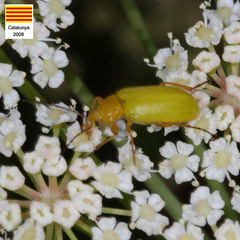 Cteniopus sulphureus