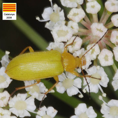 Cteniopus sulphureus