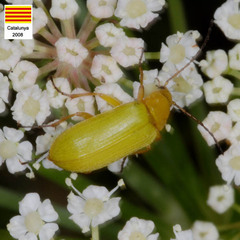 Cteniopus sulphureus