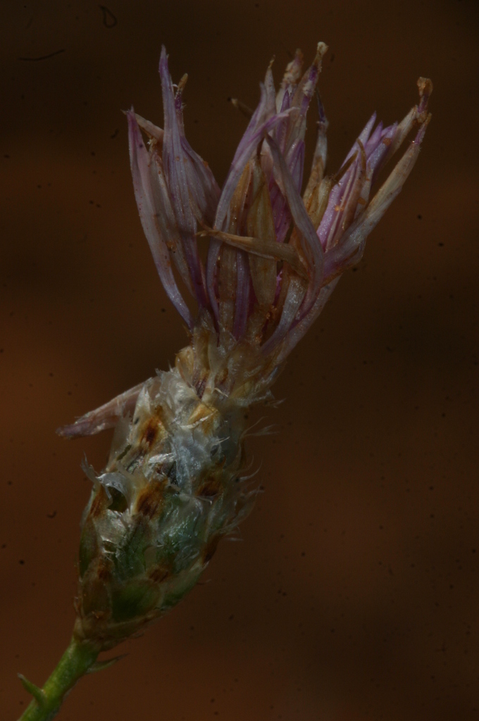 Centaurea pomeliana