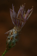 Image of Centaurea pomeliana