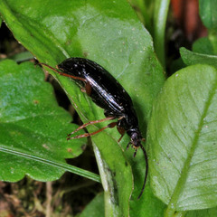 Gonodera luperus