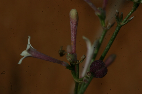 Southern Squinancywort