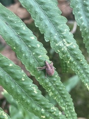 Gonipterus platensis