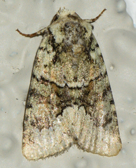 Lacinipolia explicata
