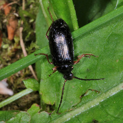 Gonodera luperus