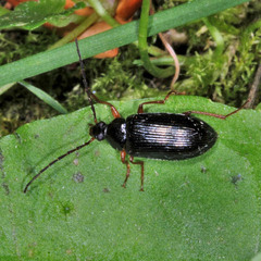 Gonodera luperus