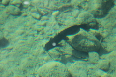 Ictalurus