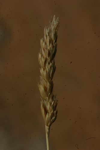 orchard grass