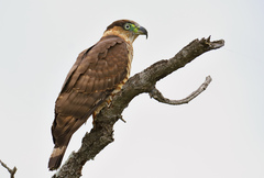 Chondrohierax uncinatus