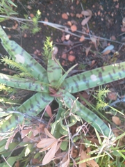 Ledebouria luteola