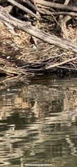 Ondatra zibethicus