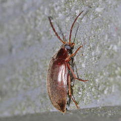 Hymenalia rufipes