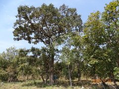 Vitex doniana