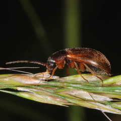 Isomira