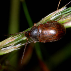 Isomira