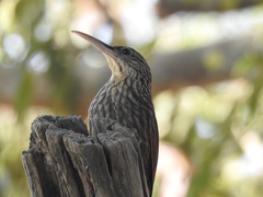 Xiphorhynchus flavigaster