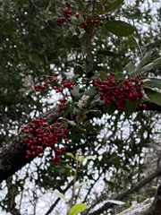 Heteromeles arbutifolia