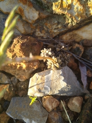 Anacampseros subnuda