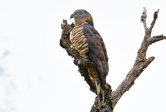 Chondrohierax uncinatus