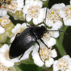 Podonta nigrita